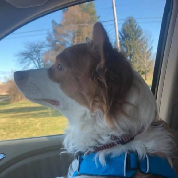 Meet your Posher, Laura - Picture 1 of 1